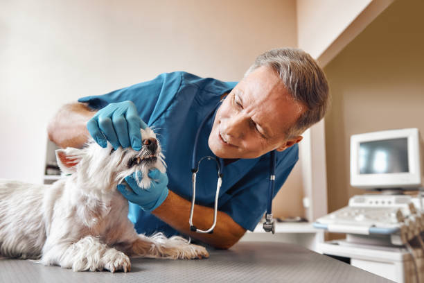 Best Emergency Wisdom Teeth Removal in Marion, MT